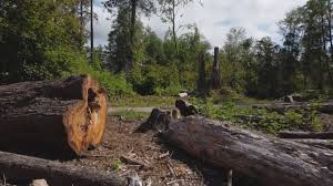 Best Firewood Processing and Delivery  in Woodbury, TN