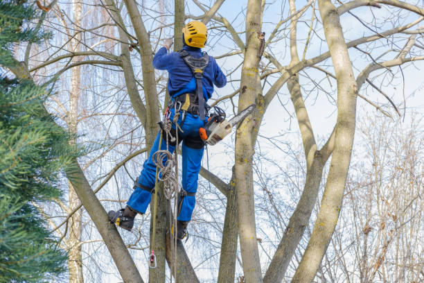 How Our Tree Care Process Works  in  Woodbury, TN