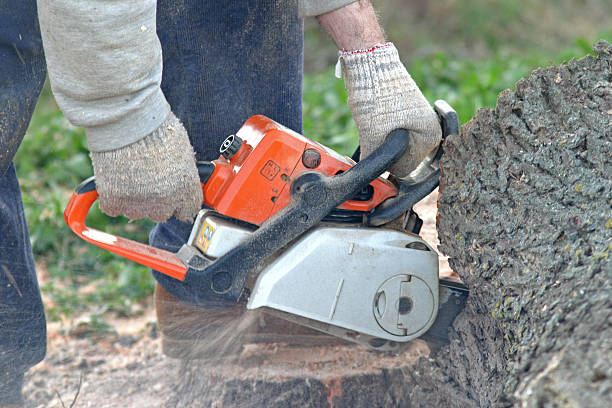 Best Hedge Trimming  in Woodbury, TN