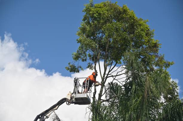 Best Tree and Shrub Care  in Woodbury, TN