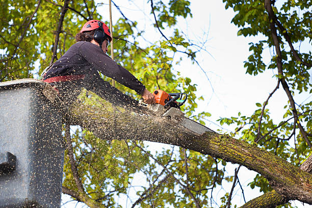 Best Emergency Tree Removal  in Woodbury, TN